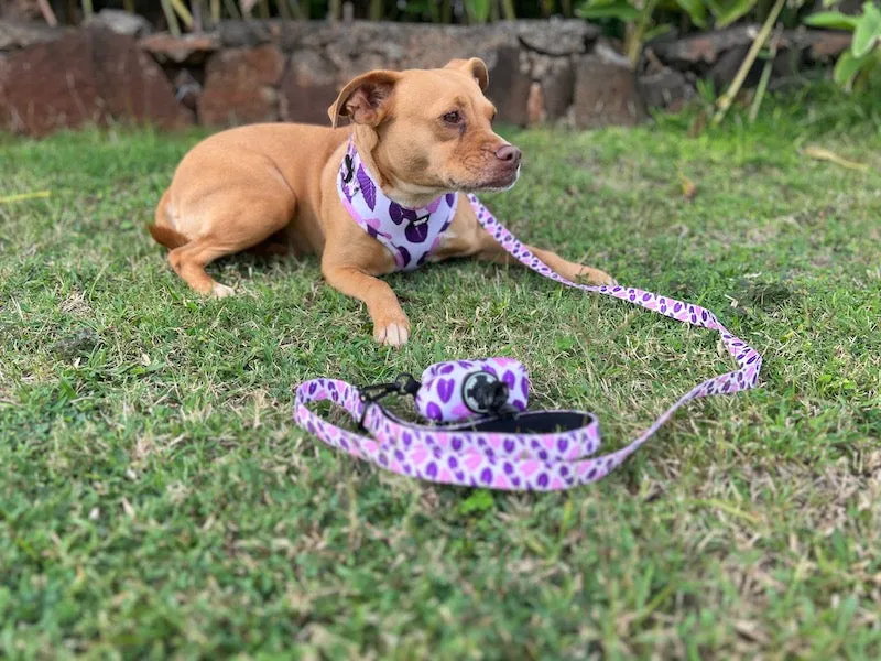 Eha Pets: Pink & Purple Kalo Leash